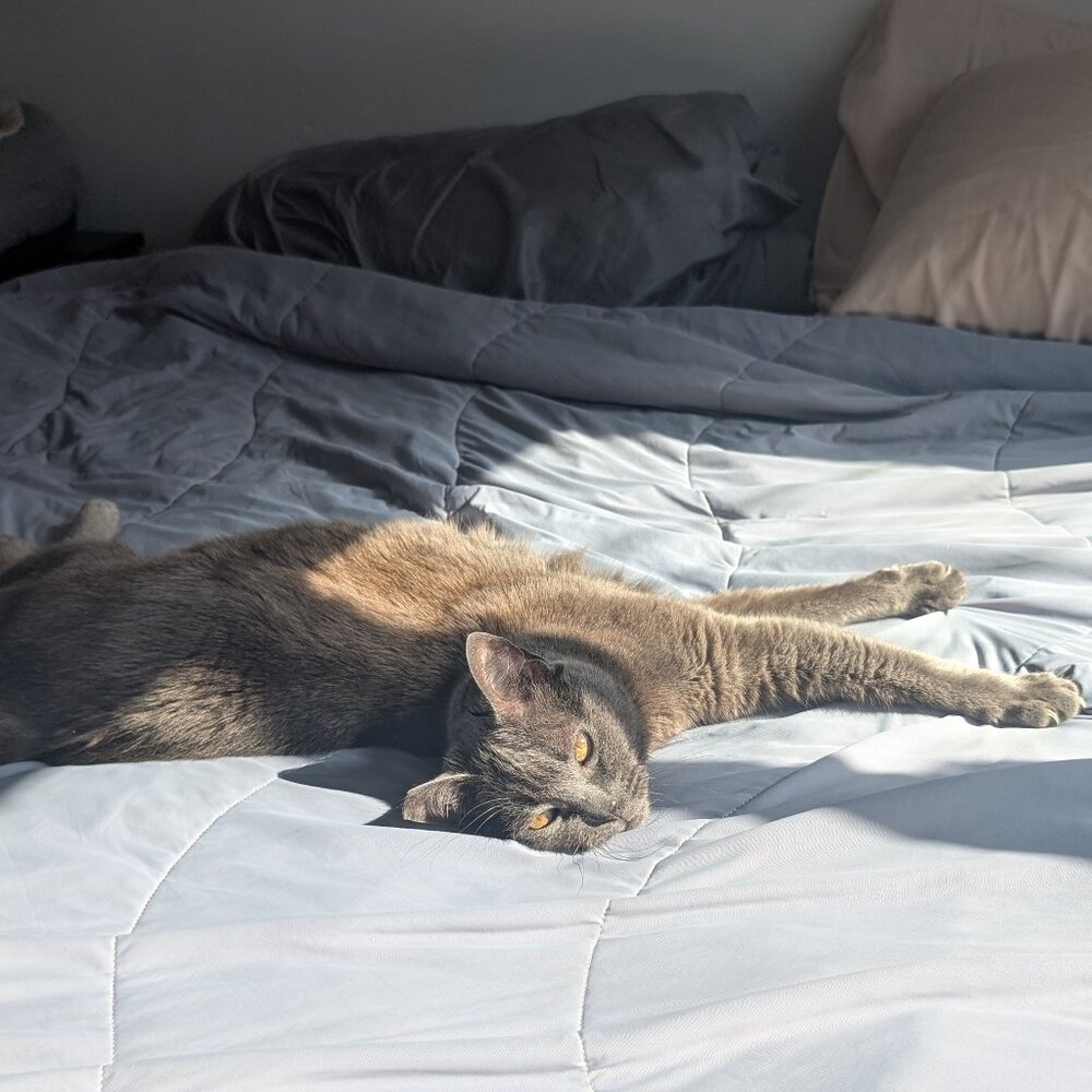 Meet your Posher, Dante